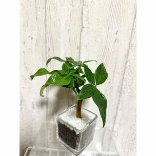 パキラ　観葉植物　ハイドロカルチャー(ドライフラワー)