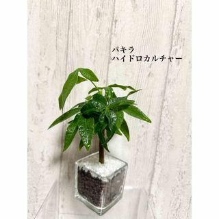 パキラ　観葉植物　ハイドロカルチャー　(ドライフラワー)