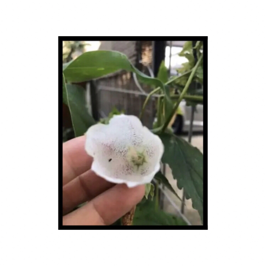 カンパニュラ　4株　ホタルブクロ 白花　雨降花　宿根草　茶花　山野草　多年草 ハンドメイドのフラワー/ガーデン(その他)の商品写真