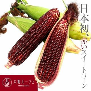 ＜野菜の種＞大和ルージュ　赤いトウモロコシ　３０粒　スイートコーン　激レア(プランター)