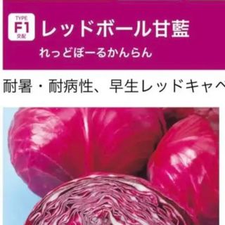 耐暑・耐病性、早生レッドキャベツ！！  野菜種 6粒(野菜)