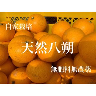 無農薬　八朔　10kg 【ラスト1箱】(フルーツ)