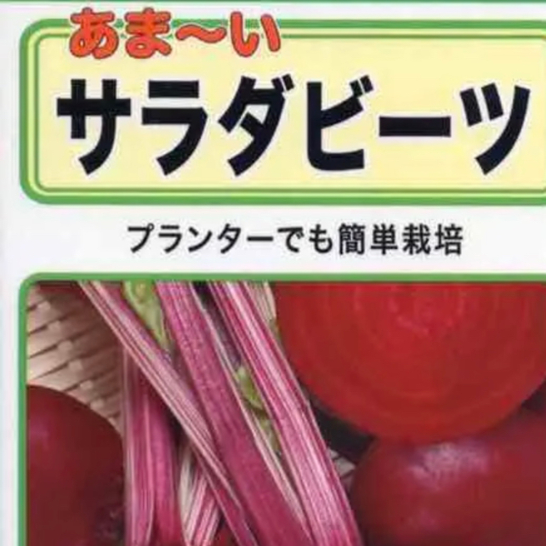 春の家庭菜園・葉酸たっぷりのビーツを育てよう 野菜種10個 食品/飲料/酒の食品(野菜)の商品写真