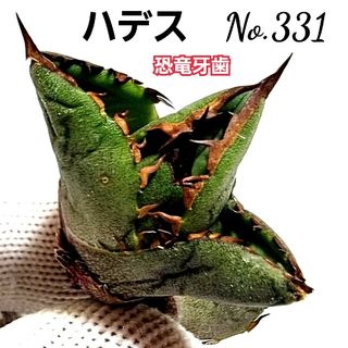 アガベ　 チタノタ 　ハデス　No.331  優良血統子株厳選　恐竜牙歯(その他)