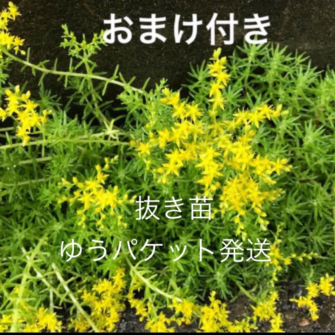 抜き苗　ゴールドビューティ＋おまけ10種類 多肉植物　セダム　ゆうパケット発送 ハンドメイドのフラワー/ガーデン(その他)の商品写真