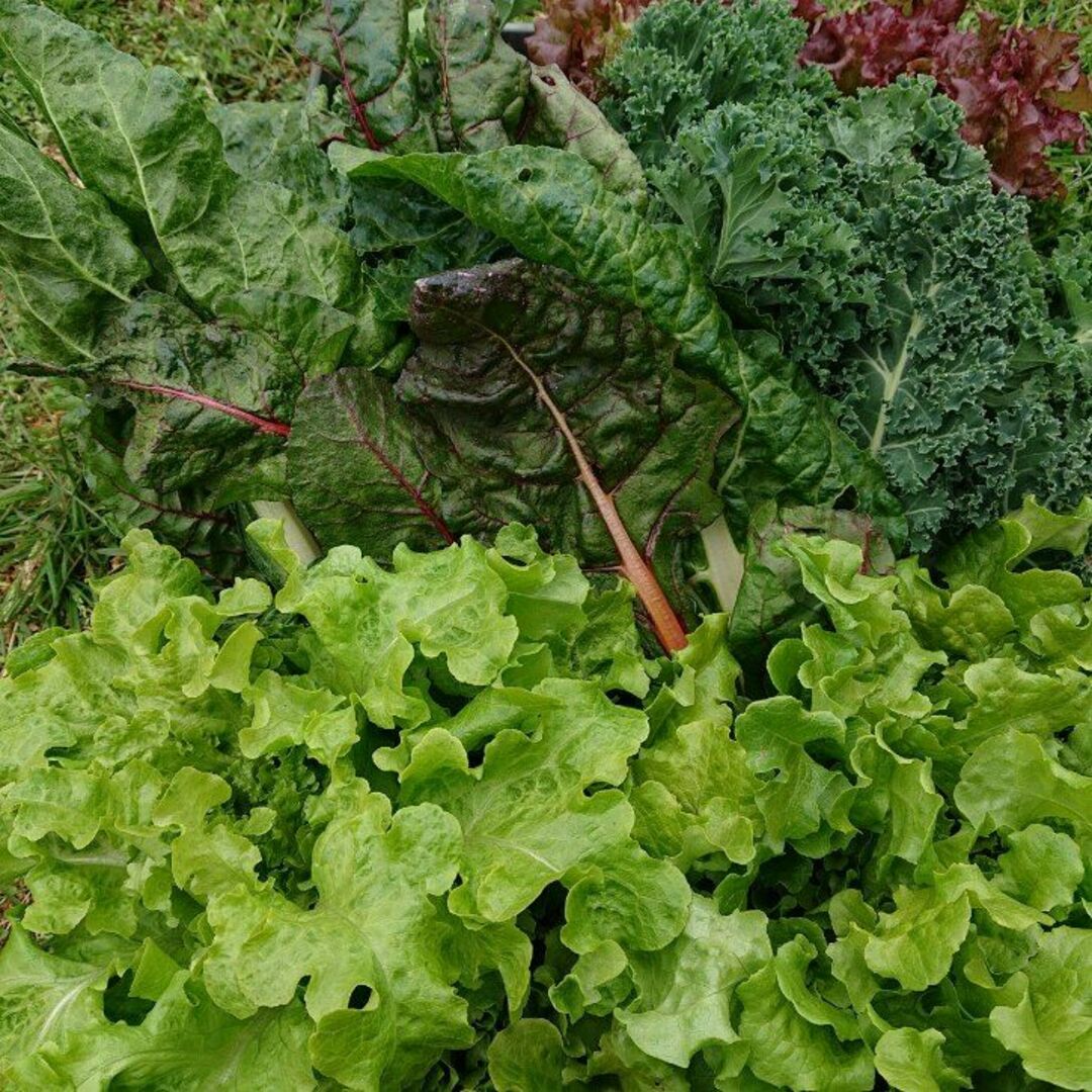 冬の終わりを感じる野菜セット　冬野菜詰め合わせ　７０サイズ　２月２４日以降の発送 食品/飲料/酒の食品(野菜)の商品写真