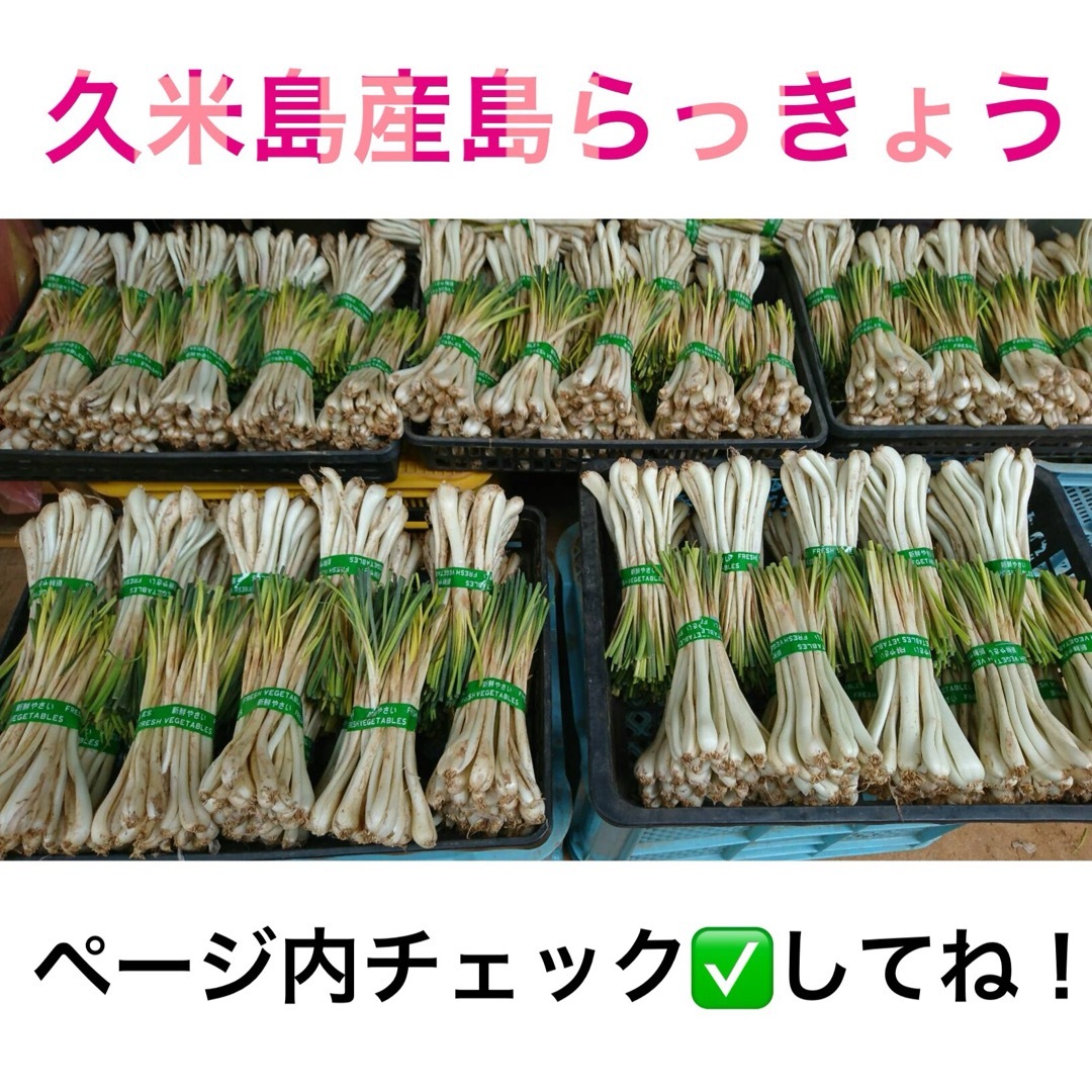久米島産島らっきょう（500g） 食品/飲料/酒の食品(野菜)の商品写真