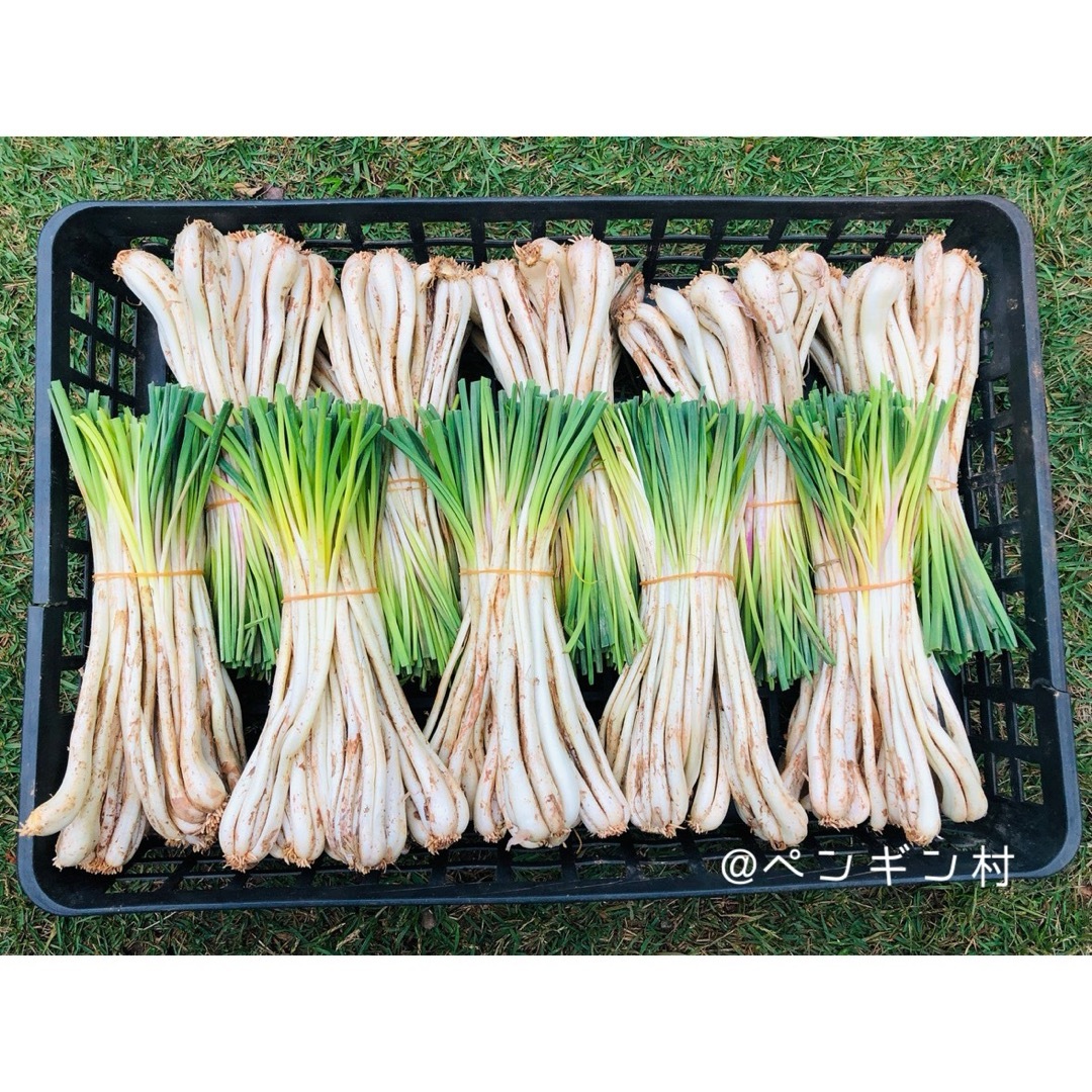 久米島産島らっきょう（500g） 食品/飲料/酒の食品(野菜)の商品写真