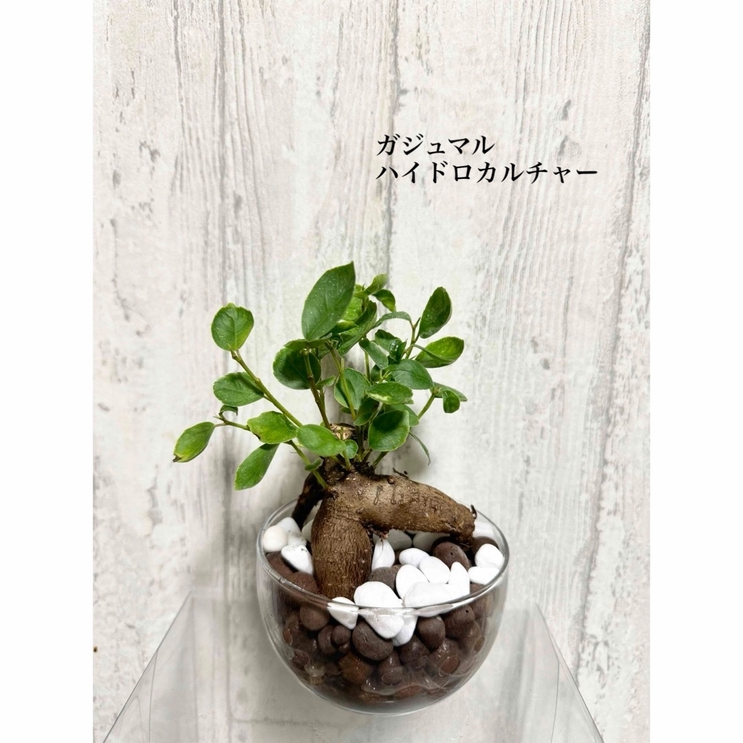 ガジュマル　観葉植物　ハイドロカルチャー ハンドメイドのフラワー/ガーデン(ドライフラワー)の商品写真