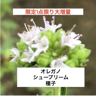 【限定1点限り・大増量】花の種 オレガノ シュープリーム 種子 ハーブ(その他)