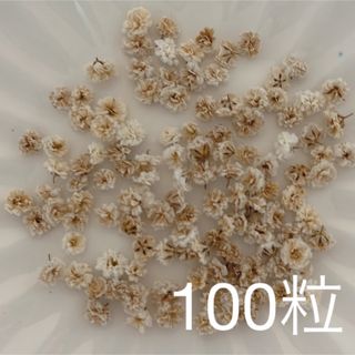 ブラウン系 かすみ草ドライフラワー100粒(ドライフラワー)