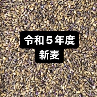 令和５年度産もち麦（ダイシモチ）900g(米/穀物)