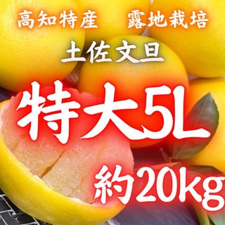 52高知特産 露地栽培 土佐文旦 文旦 約20kg 特大サイズ(フルーツ)