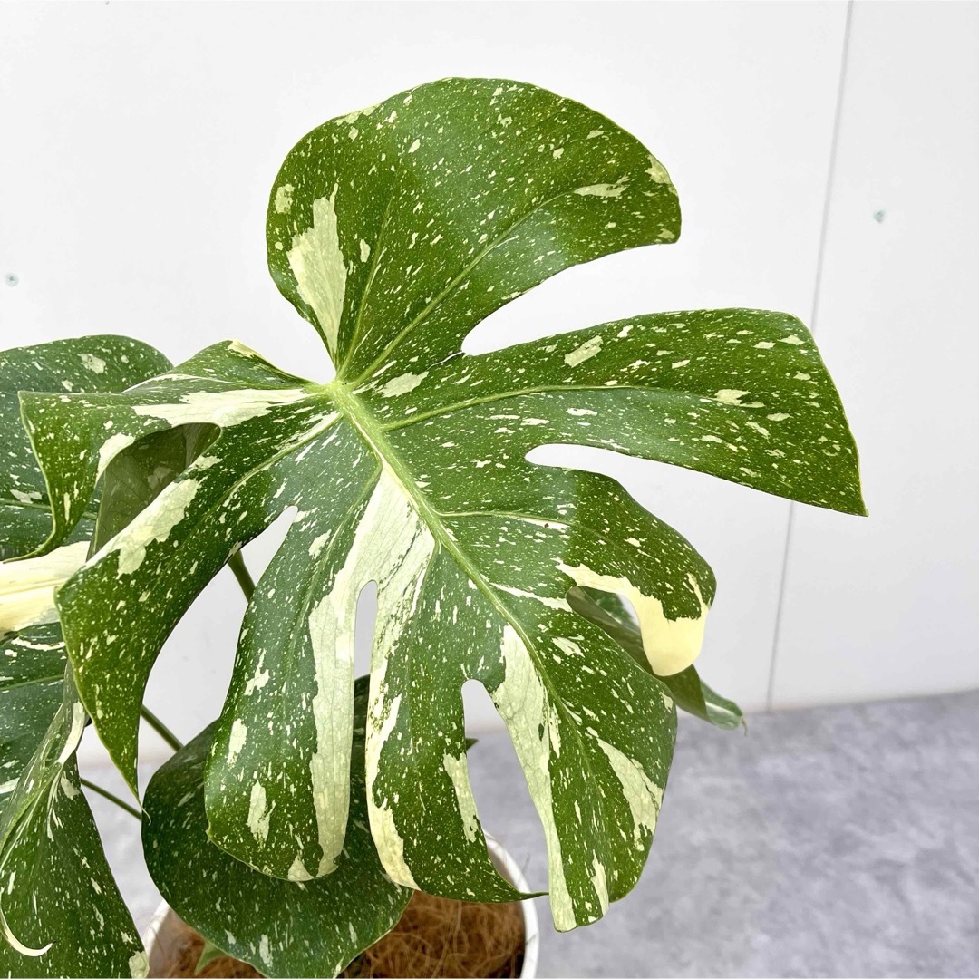 モンステラ 斑入り 1【現品】☆希少☆ 観葉植物 モンステラ 斑入り 1【現品】☆希少☆ 観葉植物