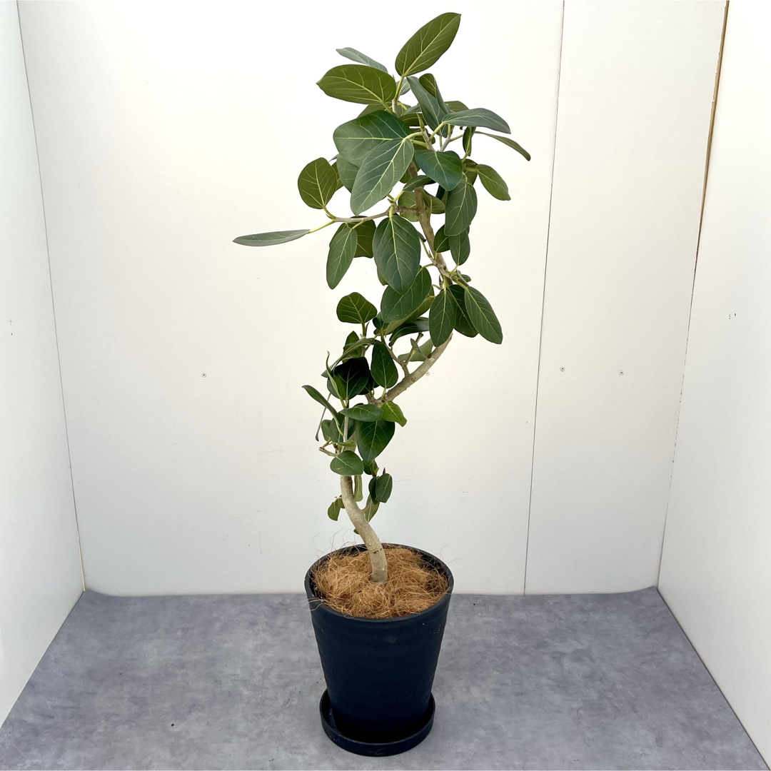 フィカス ベンガレンシス 曲がり 16【現品】観葉植物 8号 フィカス ベンガレンシス 曲がり 16【現品】観葉植物 8号