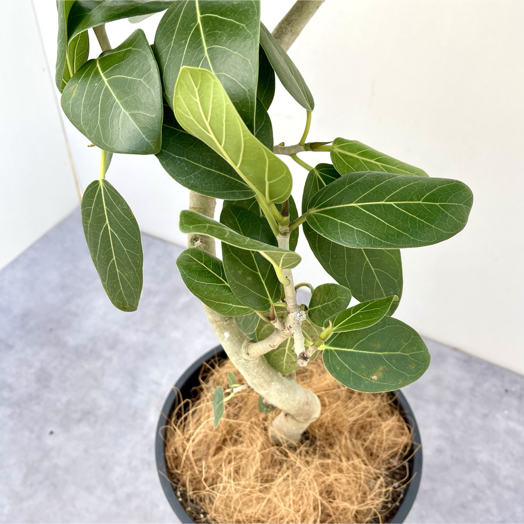 フィカス ベンガレンシス 曲がり 16【現品】観葉植物 8号 フィカス ベンガレンシス 曲がり 16【現品】観葉植物 8号
