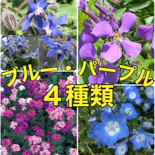 《4種類 ⚠️》花の種 ムラサキハナナ・バーベナ・ネモフィラ 等(その他)