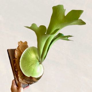 ヒリー　幼苗　直径9.6cm　ビカクシダ　観葉植物(その他)