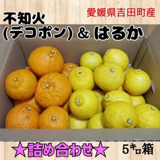 愛媛県産☆詰め合わせ☆不知火(デコポン)＆はるか 家庭用5キロ箱(フルーツ)