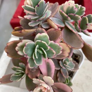 多肉植物　❤️胡蝶の舞錦(斑入り)１枚目のお写真の苗全て抜き苗発送(その他)