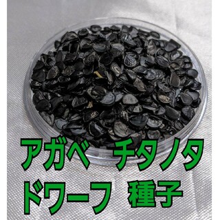 アガベ　チタノタ　ドワーフの種子　20粒(その他)