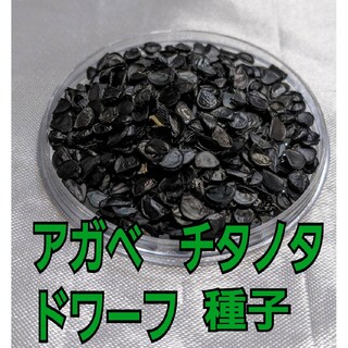 アガベ　チタノタ　ドワーフの種子 20粒(その他)