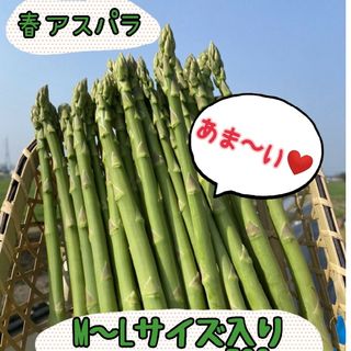 グリーンアスパラガス 500g(野菜)