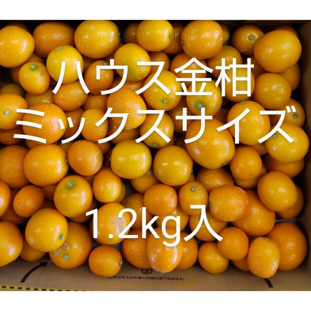 ハウス金柑　宮崎県産　ミックスサイズ　きんかん　1.2kg入　宅急便コンパクト 食品/飲料/酒の食品(フルーツ)の商品写真