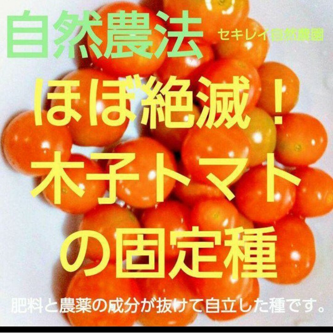 自然農法　木子トマトの固定種 食品/飲料/酒の食品(野菜)の商品写真