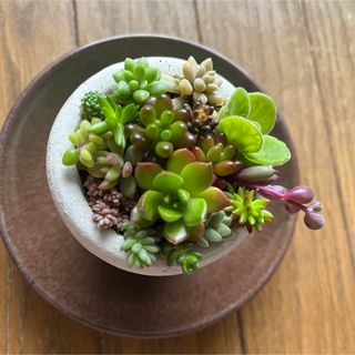 多肉植物 寄せ植えセット(その他)