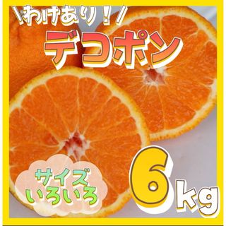 訳あり❣️和歌山 不知火 デコポン 6kg サイズ混合 有田みかん(フルーツ)