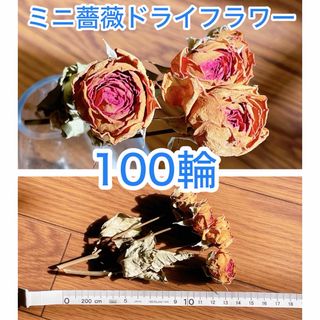 ＊ドライフラワー＊ミニ薔薇 ローズ ピンク バラ 100輪 ※訳あり(ドライフラワー)