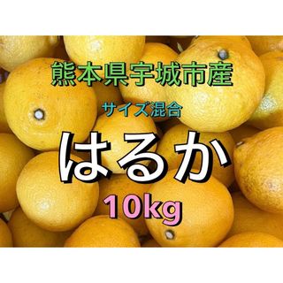 はるか　みかん　10kg(フルーツ)