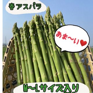 グリーンアスパラガス500g(野菜)