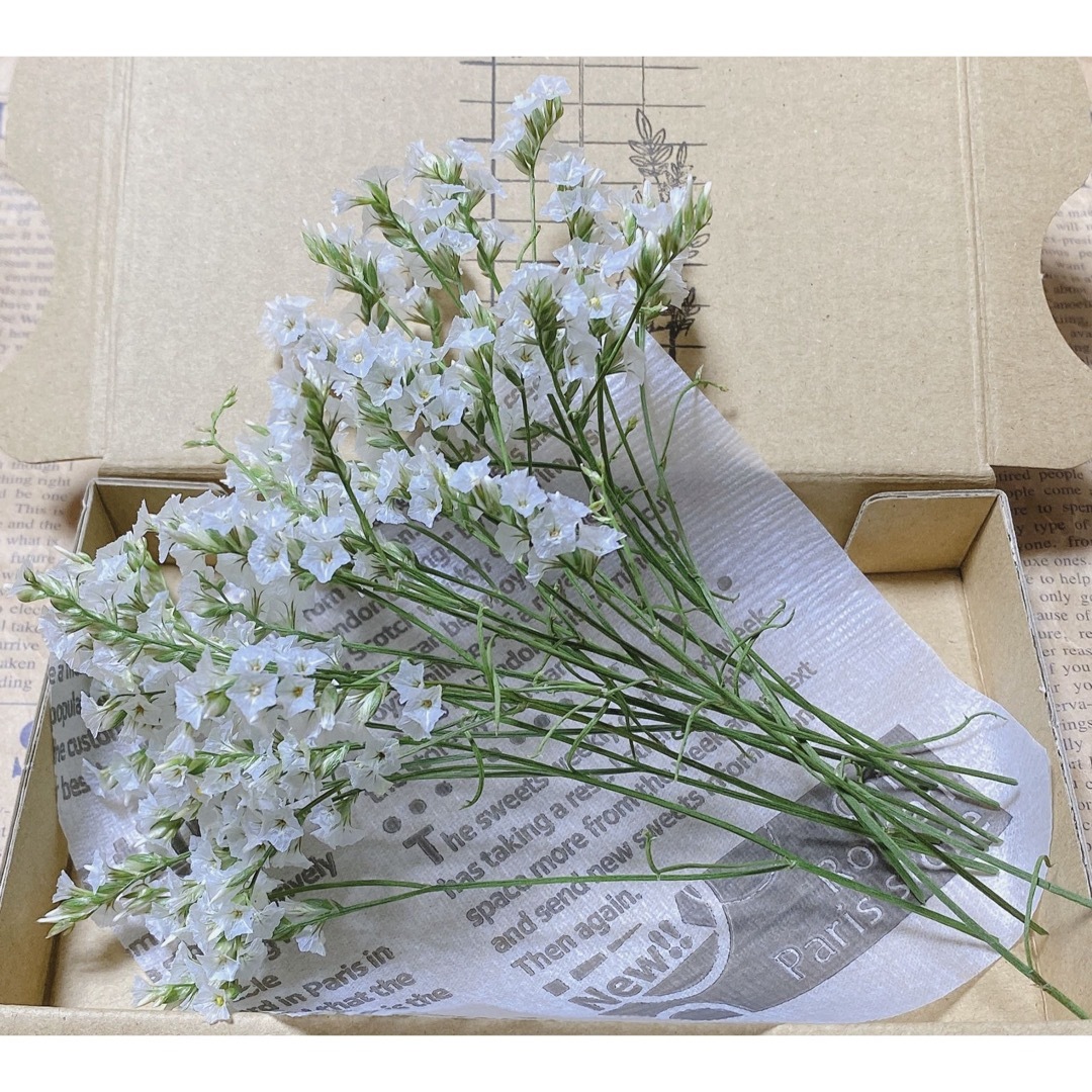 ドライフラワー 花材 ハイブリッドスターチス ホワイト ハンドメイドのフラワー/ガーデン(ドライフラワー)の商品写真