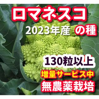 ロマネスコ種【130粒以上】★栽培期間中農薬不使用の種★令和5年産(その他)