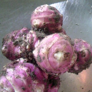 紫菊芋　約１kg 農薬不使用　動物性不使用(その他)