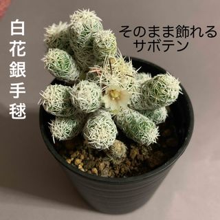 サボテン　白花銀手毬(その他)