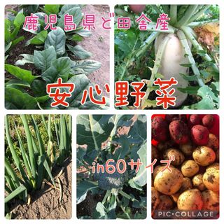 鹿児島県ど田舎産 無農薬野菜詰め合わせ♪60サイズ(野菜)