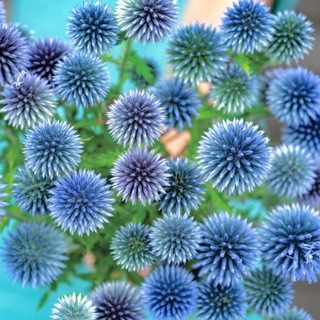 【花の種】エキノプス☆ルリタマアザミ 種子約10粒！宿根草 切花 ドライフラワー