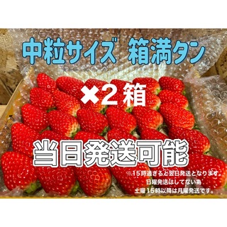 【2箱】中玉サイズ 箱満タン750g以上 紅ほっぺ🍓いちご  (フルーツ)