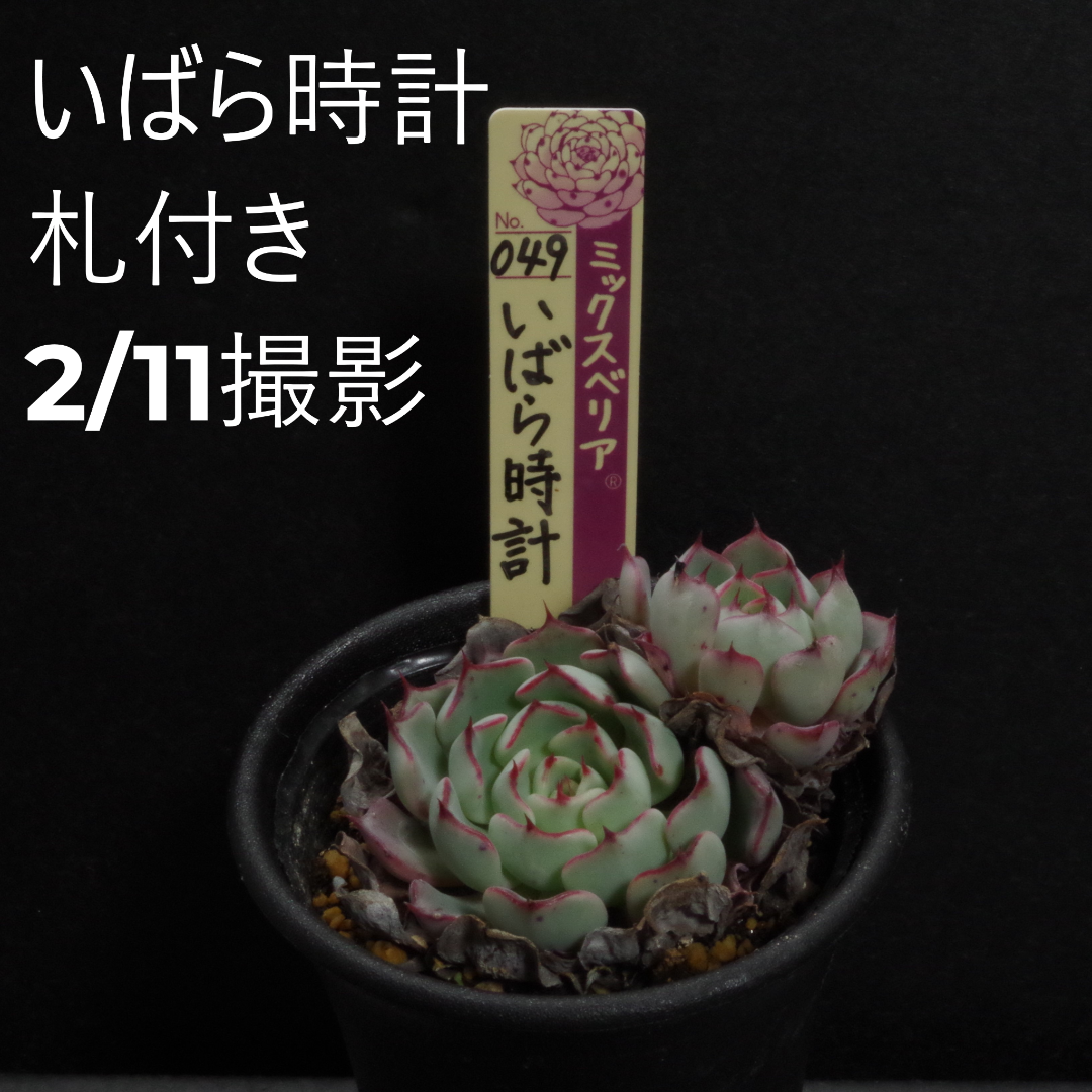 ミックスベリア no.49 いばら時計 札付き 鉢付き おらいさん苗 ハンドメイドのフラワー/ガーデン(その他)の商品写真