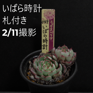 ミックスベリア no.49 いばら時計 札付き 鉢付き おらいさん苗(その他)