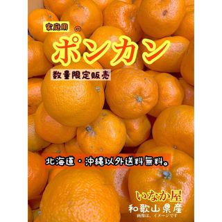 ポンカン　一点限定　家庭用　b品　早い者勝ち　和歌山県　有田　みかん　フルーツ(フルーツ)