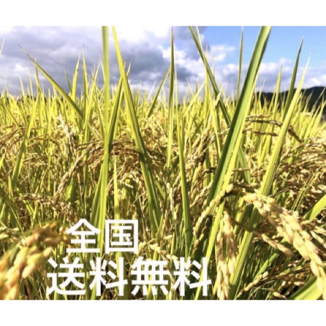 ⭐️plant _ryo様専用⭐️R５年✳️５回選別・減農有機ハツシモ20キロ 食品/飲料/酒の食品(米/穀物)の商品写真
