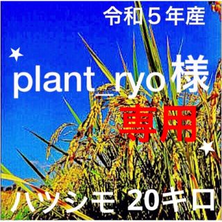 ⭐️plant _ryo様専用⭐️R５年✳️５回選別・減農有機ハツシモ20キロ(米/穀物)