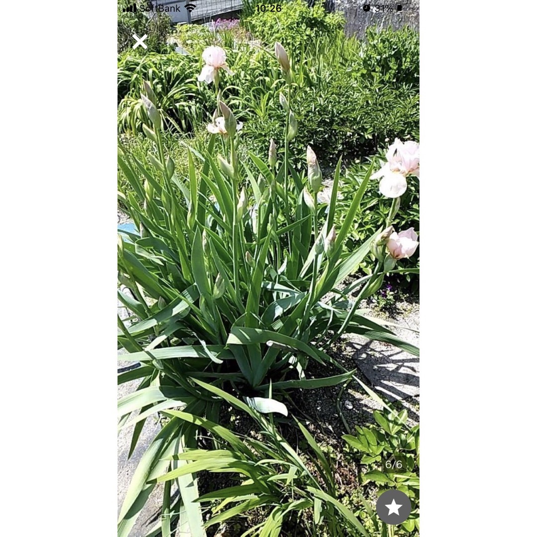 美しいジャーマンアイリス　品種色々　3株 ハンドメイドのフラワー/ガーデン(その他)の商品写真