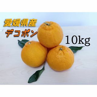 デコポン　不知火　（シラヌイ　シラヌヒ）　愛媛県産　10kg　訳あり　ご家庭(フルーツ)