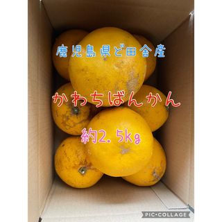 鹿児島県ど田舎産 河内晩柑♪約2.5kg(フルーツ)