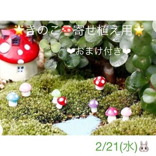 多肉植物❤︎寄せ植え用❤︎ミニチュアきのこ🍄❤︎おまけ付き♪(その他)